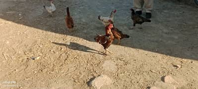 desi hens