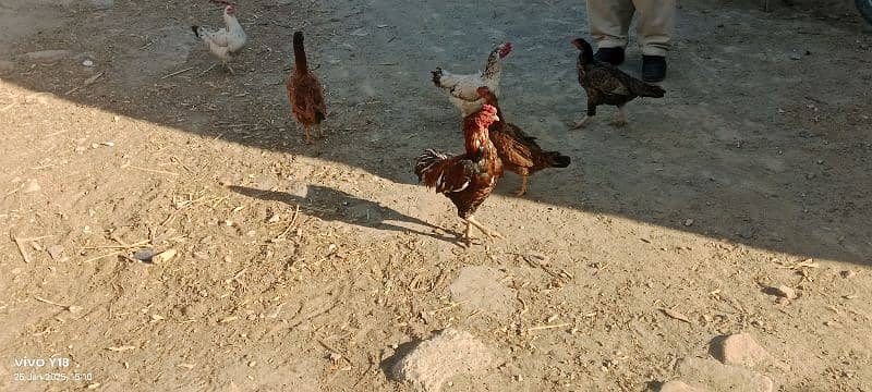 desi hens 0