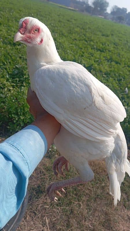 pepper white hen for sale 0