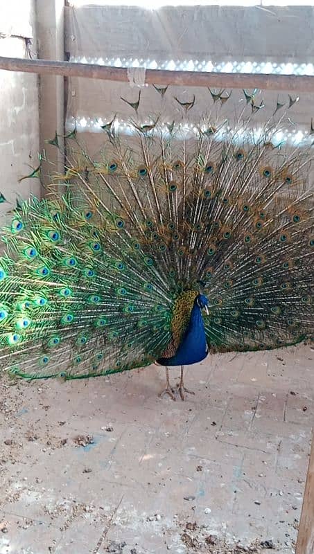 Peacock Breeder pairs for sell 1