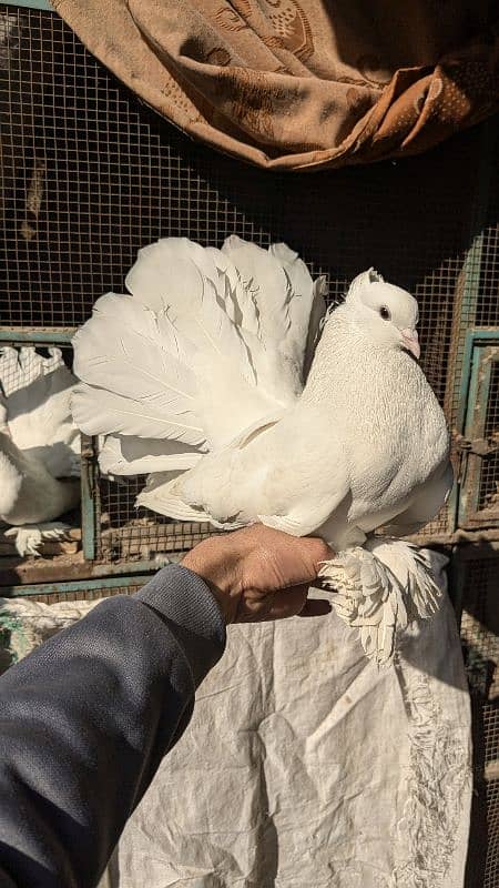 Lucky pigeon big size breeder pair 0