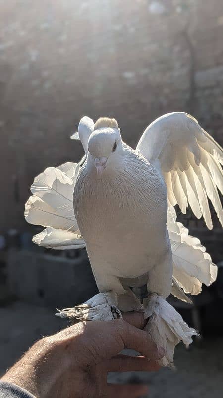 Lucky pigeon big size breeder pair 1