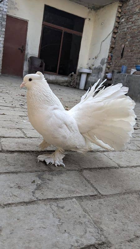 Lucky pigeon big size breeder pair 3