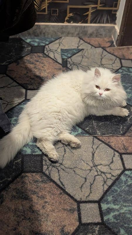 Persian Cat for Sale 0