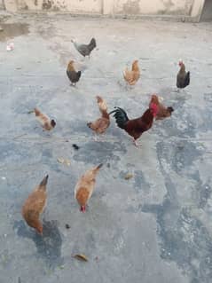 Urgent sale Egg Laying Hens Golden Misri