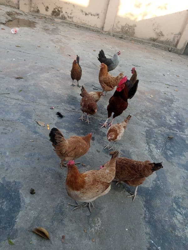 Urgent sale Egg Laying Hens Golden Misri 1