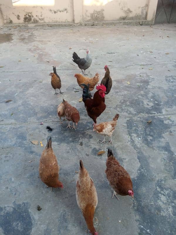 Urgent sale Egg Laying Hens Golden Misri 2