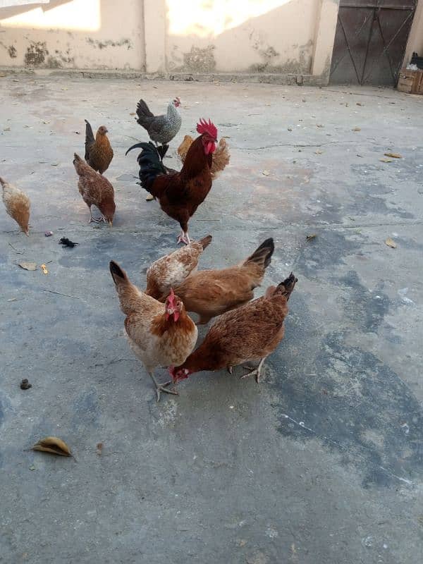 Urgent sale Egg Laying Hens Golden Misri 3