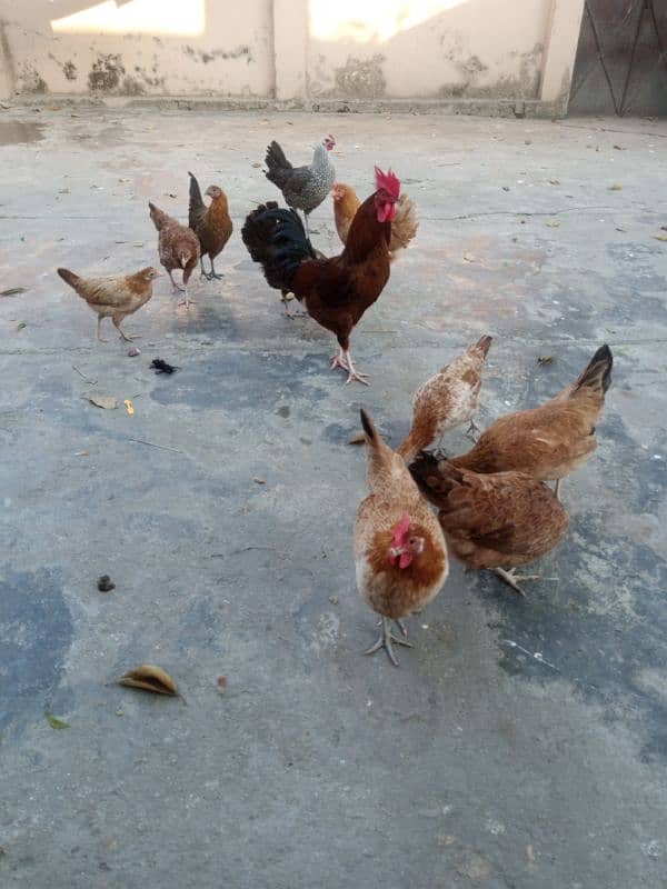 Urgent sale Egg Laying Hens Golden Misri 4