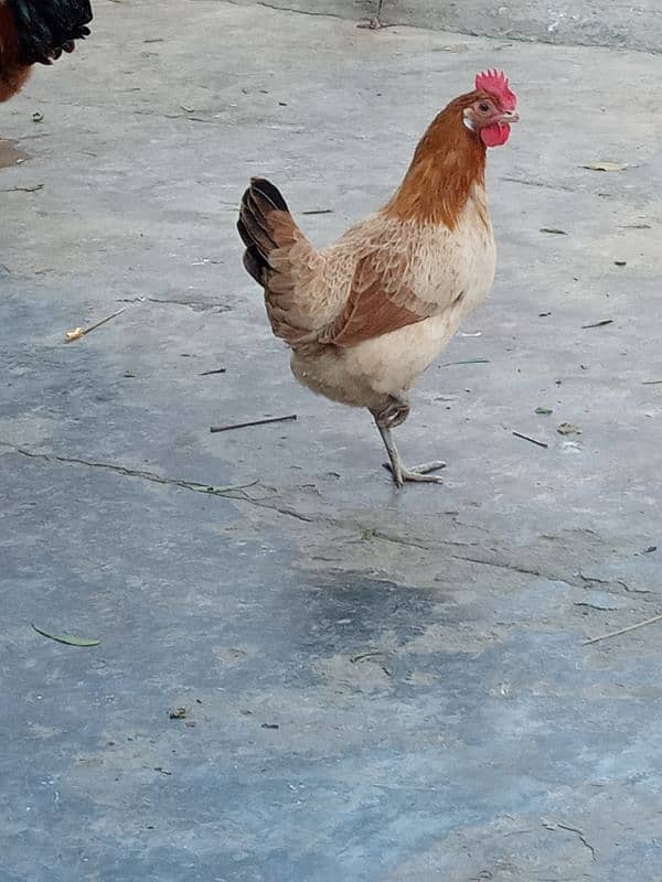 Urgent sale Egg Laying Hens Golden Misri 6