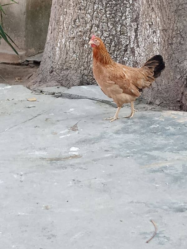 Urgent sale Egg Laying Hens Golden Misri 7