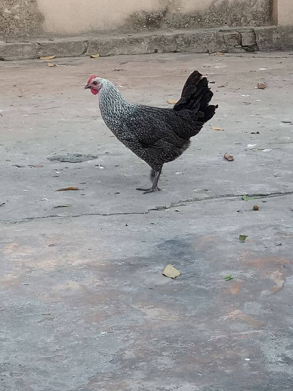 Urgent sale Egg Laying Hens Golden Misri 8