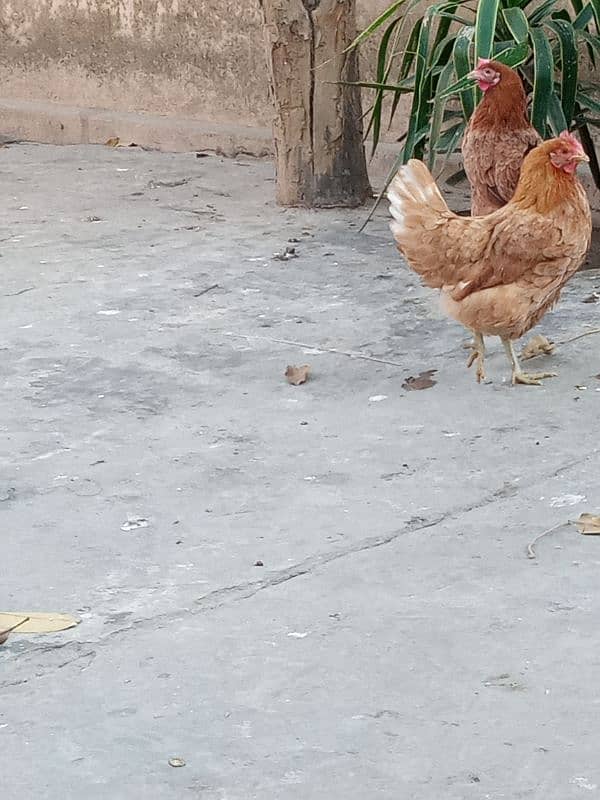 Urgent sale Egg Laying Hens Golden Misri 9