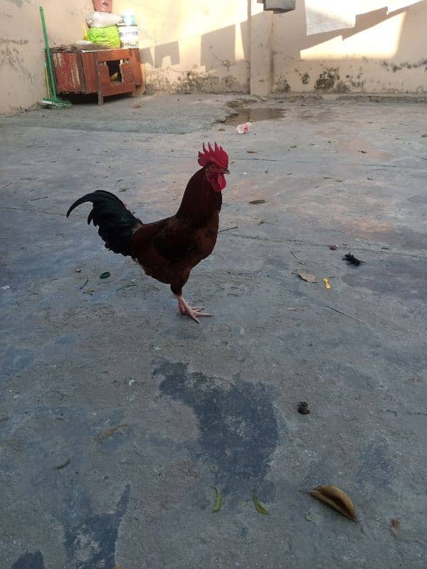 Urgent sale Egg Laying Hens Golden Misri 11