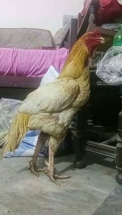 Sonatol Mianwali Aseel rare specie