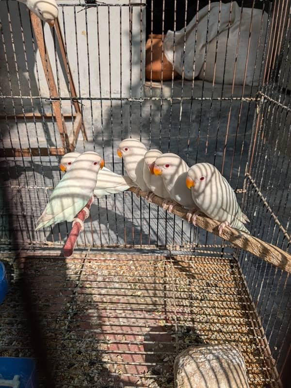 albino red eye for sale 0