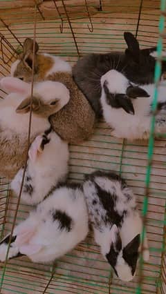 Rabbits 7