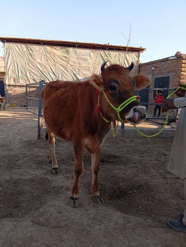 Jersey Cows for Sale 2