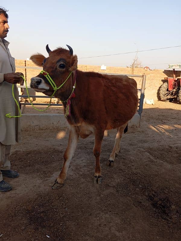 Jersey Cows for Sale 3