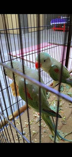 parrots for sale