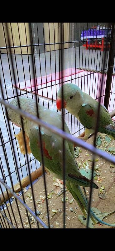 parrots for sale 0