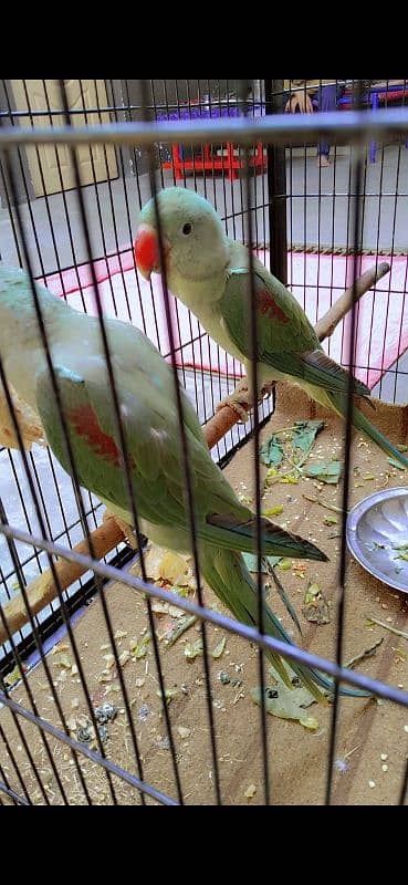 parrots for sale 1