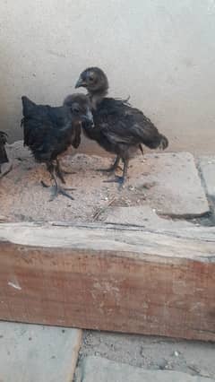 Ayam Cemani grey tongue 1 month old Chicks for sale