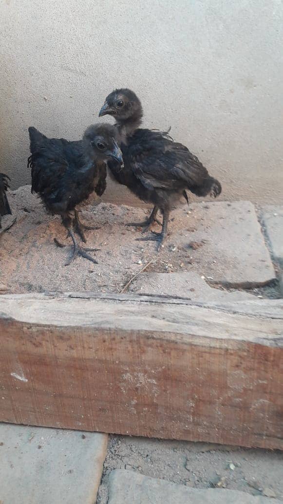 Ayam Cemani grey tongue 1 month old Chicks for sale 0