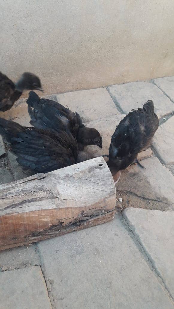 Ayam Cemani grey tongue 1 month old Chicks for sale 1