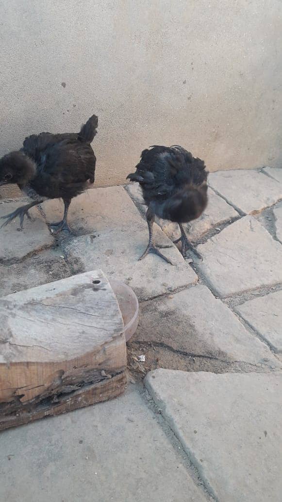 Ayam Cemani grey tongue 1 month old Chicks for sale 2