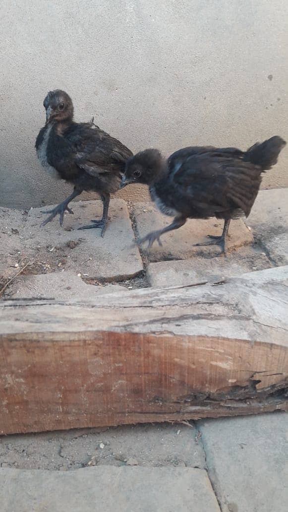 Ayam Cemani grey tongue 1 month old Chicks for sale 3