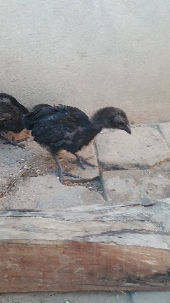 Ayam Cemani grey tongue 1 month old Chicks for sale 4