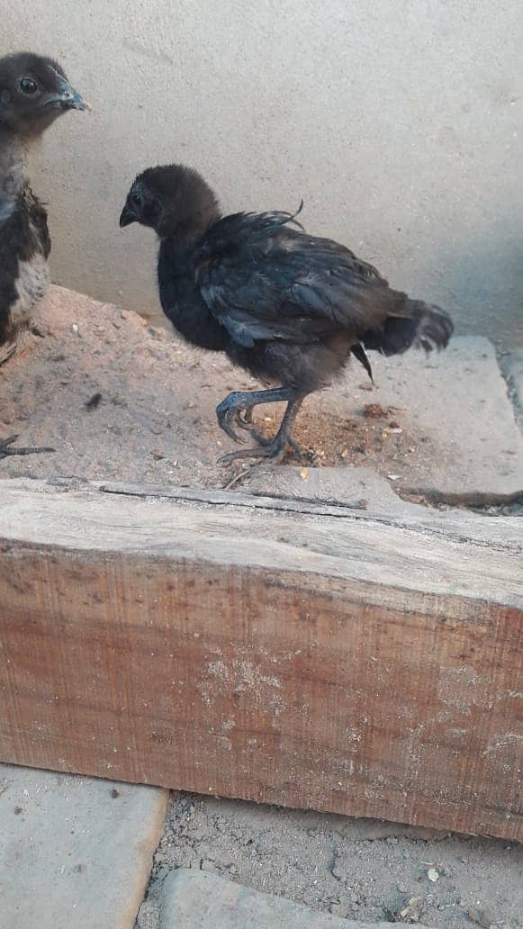 Ayam Cemani grey tongue 1 month old Chicks for sale 5