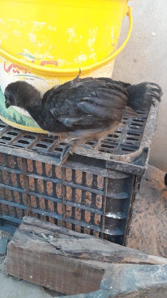 Ayam Cemani grey tongue 1 month old Chicks for sale 6