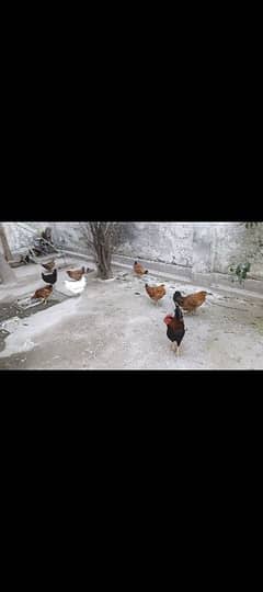 20 hens. .