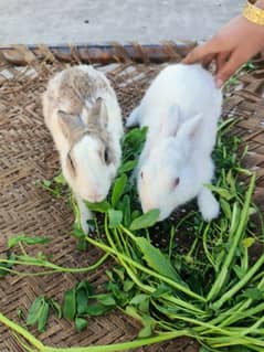 Rabbits for sale