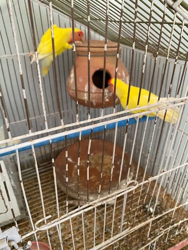 love birds pair red eyes for sale eggs b dea huwe hai 0