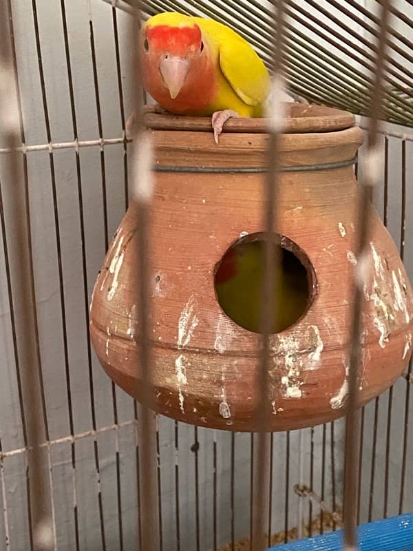 love birds pair red eyes for sale eggs b dea huwe hai 1