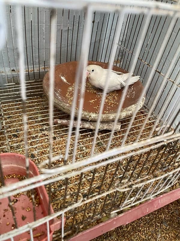 love birds pair red eyes for sale eggs b dea huwe hai 3