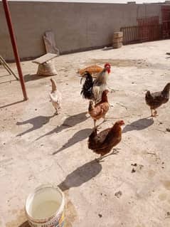 Egg laying hens