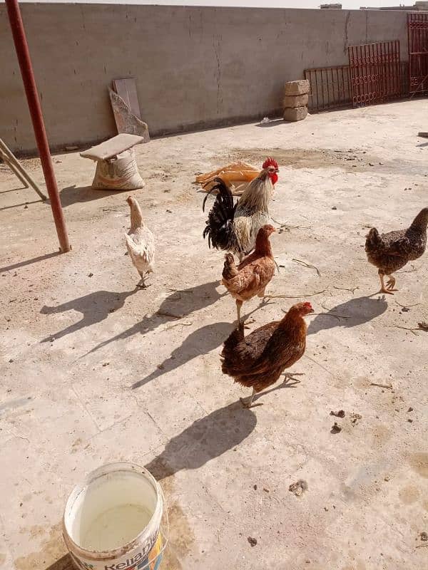 Egg laying hens 0