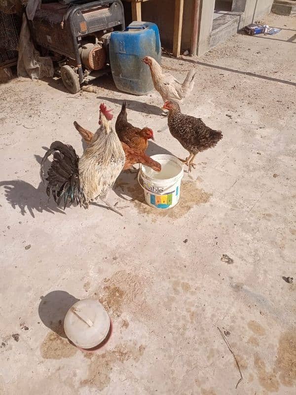 Egg laying hens 3