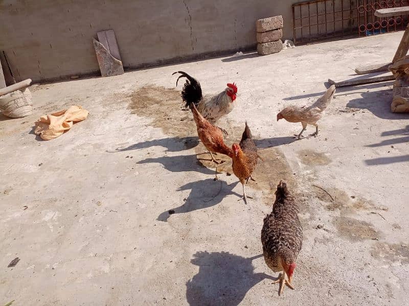 Egg laying hens 7