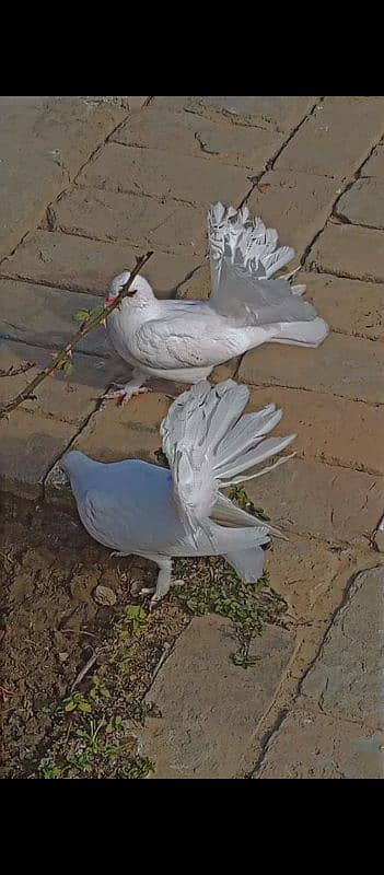 black tail and white lakka pair 0