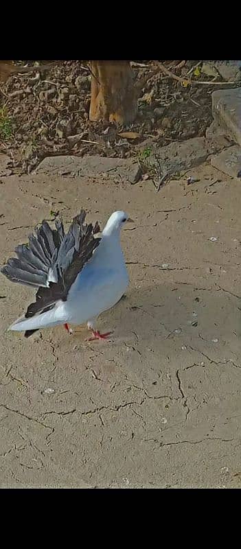 black tail and white lakka pair 2