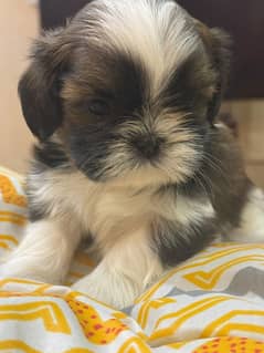 Shih Tzu Quality Shitzu /Shihtzu Highly Pedigreed puppies available