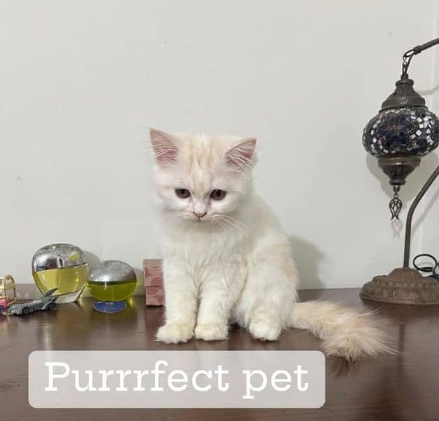 Persian cat vaccination clear for urgent sale 03427588638 1