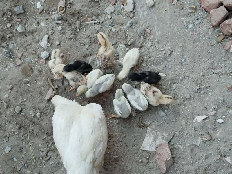 Heera aseel 2 male or Heera chicks 0