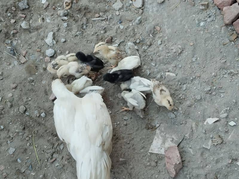 Heera aseel 2 male or Heera chicks 1