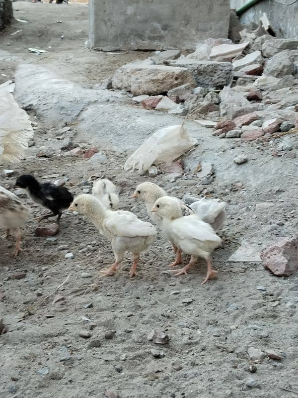 Heera aseel 2 male or Heera chicks 2